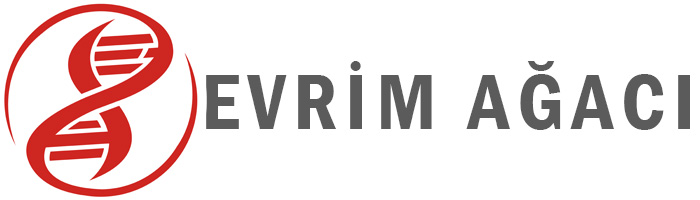 Evrim Agaci